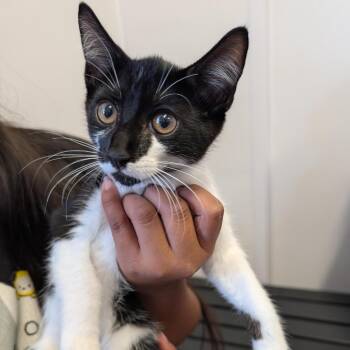 Arthur -  Domestic Short Hair Cat for Adoption in Clearwater, Florida - Arthur | PetCurious