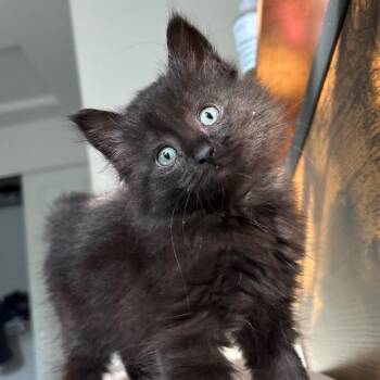 Shinx -  Domestic Medium Hair Cat for Adoption in Redwood City, California - Shinx | PetCurious
