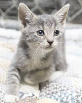Abby -  Domestic Short Hair and American Shorthair Cat for Adoption in Bedford, Indiana - Abby | PetCurious