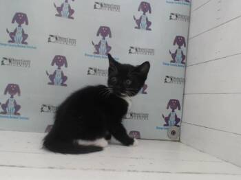 Rescue Domestic Short Hair Cats for Adoption in Orlando, Florida - ALEXANDRIA | PetCurious