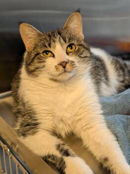 Domestic Short Hair Cats Available for Adoption in Chambersburg, Pennsylvania - Shiloh | PetCurious