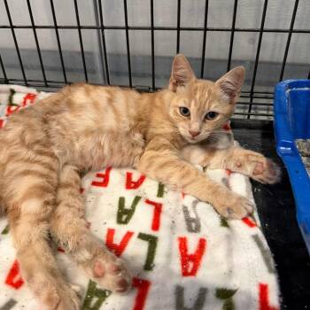Ford -  Domestic Short Hair Cat for Adoption in Tustin, California - Ford | PetCurious