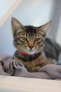 Brie -  Domestic Short Hair Cat for Adoption in Roseville, California - Brie | PetCurious