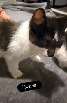 Domestic Short Hair Cats Available for Adoption - Hunter | PetCurious