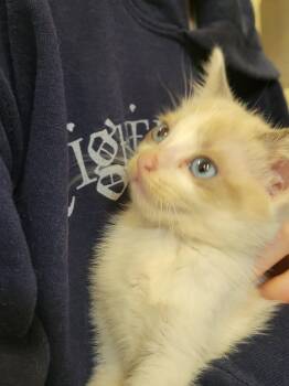 Rescue Domestic Short Hair Cats for Adoption in Eureka, California - Marie | PetCurious