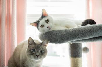 Domestic Short Hair Cats Available for Adoption - Mau Mau | PetCurious