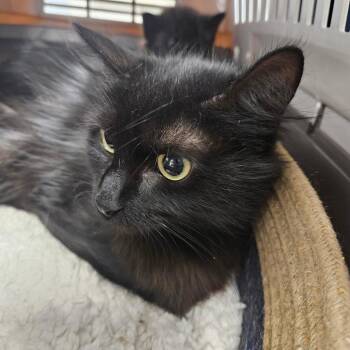 Domestic Short Hair Cats Available for Adoption in West Palm Beach, Florida - Dana | PetCurious