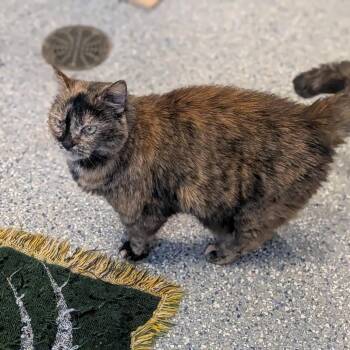 Luna -  Domestic Short Hair Cat for Adoption in Prairie Du Chien, Wisconsin - Luna | PetCurious