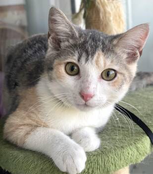 Domestic Short Hair Cats Available for Adoption - Sheshe | PetCurious