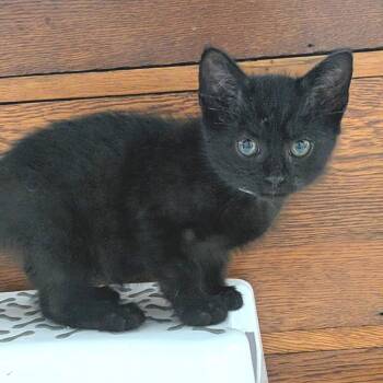 Voidcat -  Domestic Short Hair Cat for Adoption in Fredericksburg, Virginia - Voidcat | PetCurious