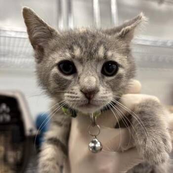 Storm -  Domestic Short Hair Cat for Adoption in Bentonville, Arkansas - Storm | PetCurious