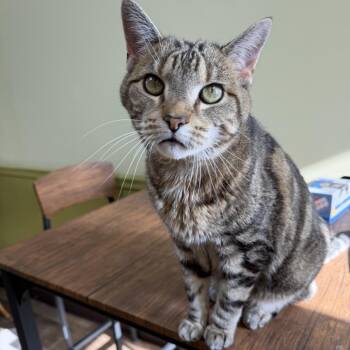 Banks -  Domestic Short Hair Cat for Adoption in Bloomington, Illinois - Banks | PetCurious