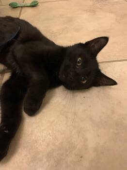 Marion (7699) -  Domestic Short Hair Cat for Adoption in Zephyrhills, Florida - Marion (7699) | PetCurious