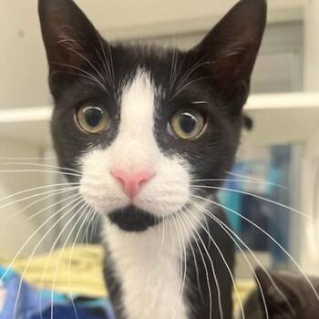 Almond Joy (ID 51833) -  Domestic Short Hair Cat for Adoption in Manassas, Virginia - Almond Joy (ID 51833) | PetCurious