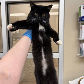 Barcode -  Domestic Short Hair Cat for Adoption in Birmingham, Alabama - Barcode | PetCurious