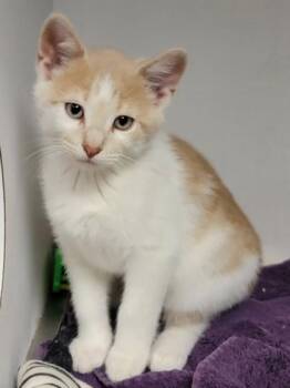 Nacho -  Domestic Short Hair Cat for Adoption in Harbor Springs, Michigan - Nacho | PetCurious