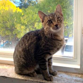 Rescue Domestic Short Hair Cats for Adoption in Tallahassee, Florida - Maurice @ Fat Cat Cafe | PetCurious