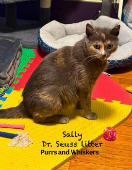 Domestic Short Hair Cats Available for Adoption in New Hartford, New York - Sally | PetCurious