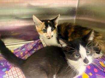 OREO -  Domestic Short Hair Cat for Adoption in Tustin, California - OREO | PetCurious