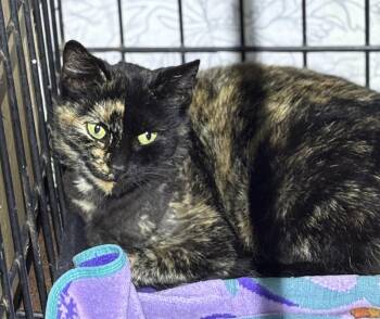Rescue Domestic Short Hair Cats for Adoption in Ben Avon, Pennsylvania - ROXANNE | PetCurious