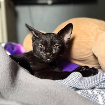 Rescue Domestic Short Hair Cats for Adoption in Los Angeles, California - Purple | PetCurious