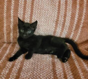 American Shorthair Cats Available for Adoption in Tampa, Florida - Charley | PetCurious