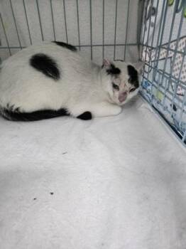 Orange -  Domestic Short Hair Cat for Adoption in Gainesville, Florida - Orange | PetCurious