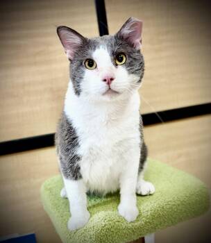 Rescue Domestic Short Hair Cats for Adoption in Scottsdale, Arizona - Handsome | PetCurious