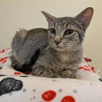 Gwen -  Domestic Short Hair Cat for Adoption in Rochester, Minnesota - Gwen | PetCurious