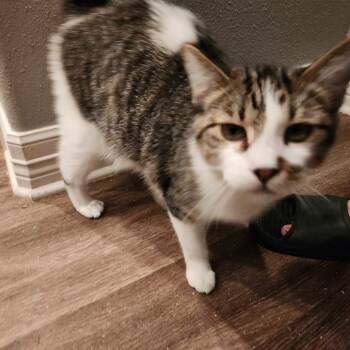 Rescue Domestic Short Hair Cats for Adoption in Port Neches, Texas - Bugle | PetCurious