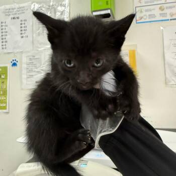 Spades -  Domestic Medium Hair Cat for Adoption in Charleston, West Virginia - Spades | PetCurious