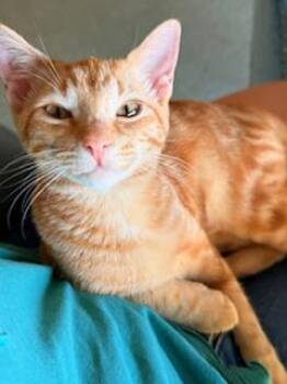 Rescue Tabby Cats for Adoption in Parlier, California - Hydra | PetCurious