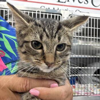 Nemo -  Domestic Short Hair Cat for Adoption in Buffalo, New York - Nemo | PetCurious