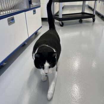 Frank -  Domestic Short Hair Cat for Adoption in St. Thomas, Ontario - Frank | PetCurious