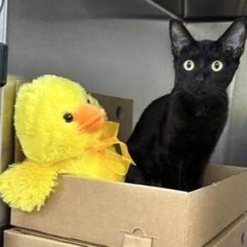 Nubs -  Domestic Short Hair Cat for Adoption - Nubs | PetCurious