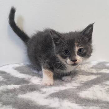 Agnes -  Domestic Short Hair Cat for Adoption in Great Falls, Montana - Agnes | PetCurious