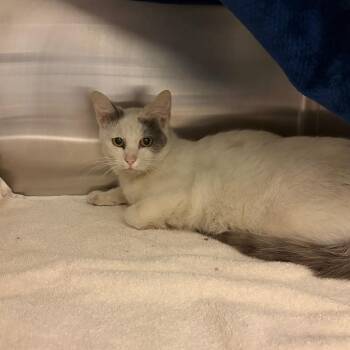 Domestic Short Hair Cats Available for Adoption in Council Bluffs, Iowa - Marina | PetCurious