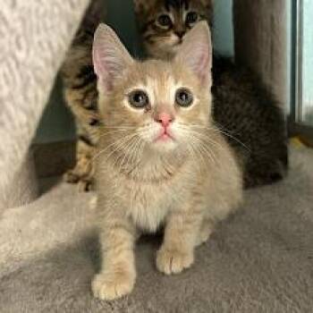 Domestic Short Hair Cats Available for Adoption in South Elgin, Illinois - Custard | PetCurious