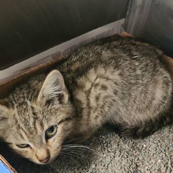 Forrest -  Domestic Short Hair Cat Available for Adoption in Charleston, West Virginia - Forrest | PetCurious