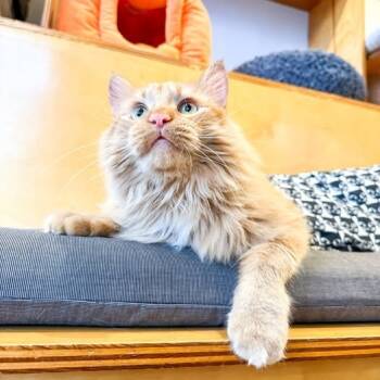 Rescue Domestic Medium Hair Cats for Adoption in Webster Groves, Missouri - Maximus Decimus Meridius | PetCurious