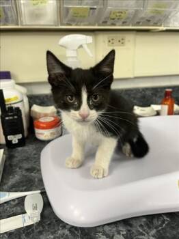 *MARIO -  Domestic Short Hair Cat for Adoption in Woodland, California - *MARIO | PetCurious