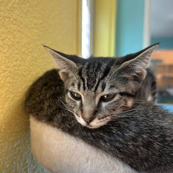 Phillip -  Domestic Short Hair Cat for Adoption in Fresno, California - Phillip | PetCurious