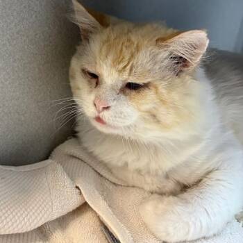 ASAP -  Domestic Long Hair Cat for Adoption in Pittsburgh, Pennsylvania - ASAP | PetCurious