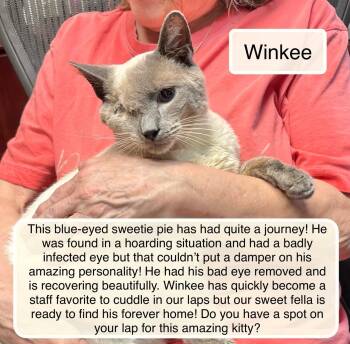 Winkie -  Siamese Cat for Adoption in Ellicott City, Maryland - Winkie | PetCurious