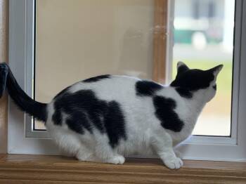 Rescue Domestic Short Hair Cats for Adoption in Glenwood, Minnesota - Patch | PetCurious