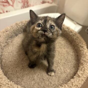Tortoiseshell Cats Available for Adoption in Fort Worth, Texas - Mini Muffin | PetCurious