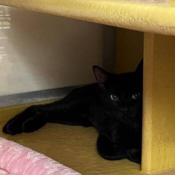 Blush 54275 -  Domestic Medium Hair Cat for Adoption in Las Vegas, Nevada - Blush 54275 | PetCurious