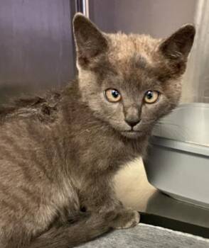 Rescue Domestic Short Hair Cats for Adoption in Victorville, California - SEIZED 1773 HOLD UNTIL 11/25/2025 (313) | PetCurious