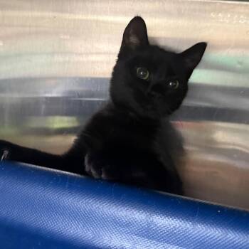 Junie -  Domestic Short Hair Cat for Adoption in Lakeland, Florida - Junie | PetCurious