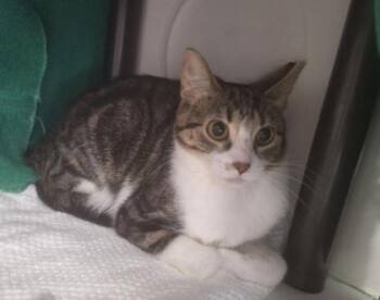 Gumba -  Domestic Short Hair Cat for Adoption in Gwinn, Michigan - Gumba | PetCurious